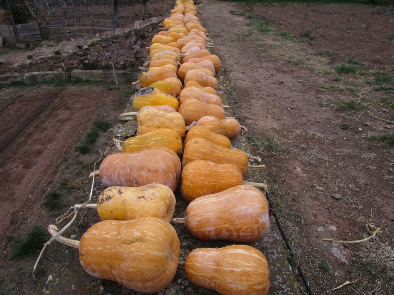 Una cosecha de calabazas en Santo Espiritu, Gilet. Hasta la llegada de la patata la calabaza fue comida cotidiana, y aún guarda importancia en las cocinas de los franciscanos.