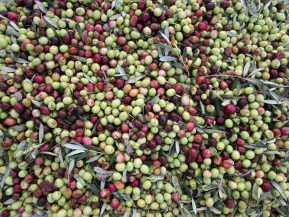 El momento de la cosecha de aceitunas depende de la variedad del olivo y la preferencia del agricultor por un aceite de cosecha temprana o de fruta madura. © Vicky Hayward, 2024